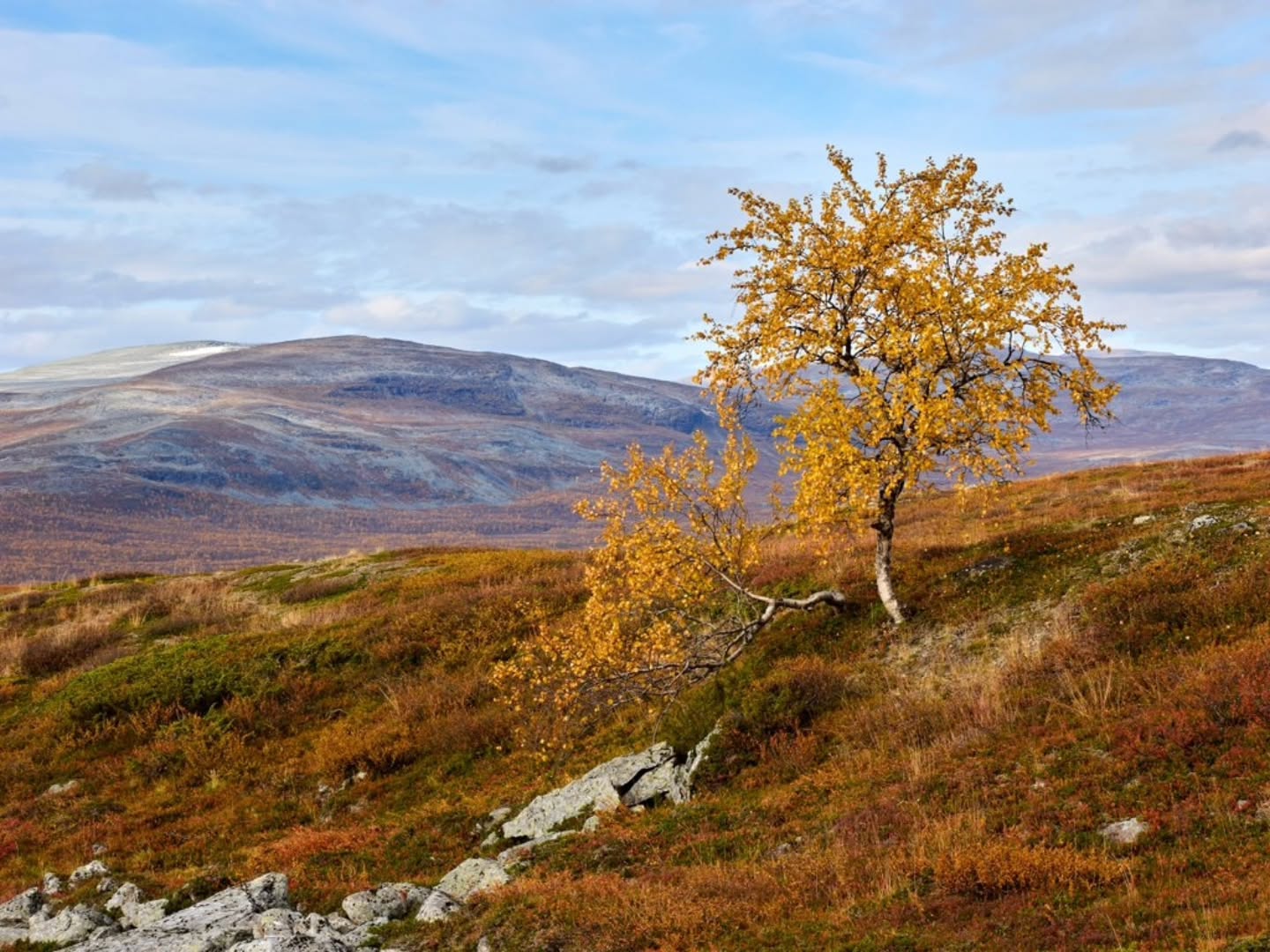 Autumn Colors at Saana and Pallastunturi