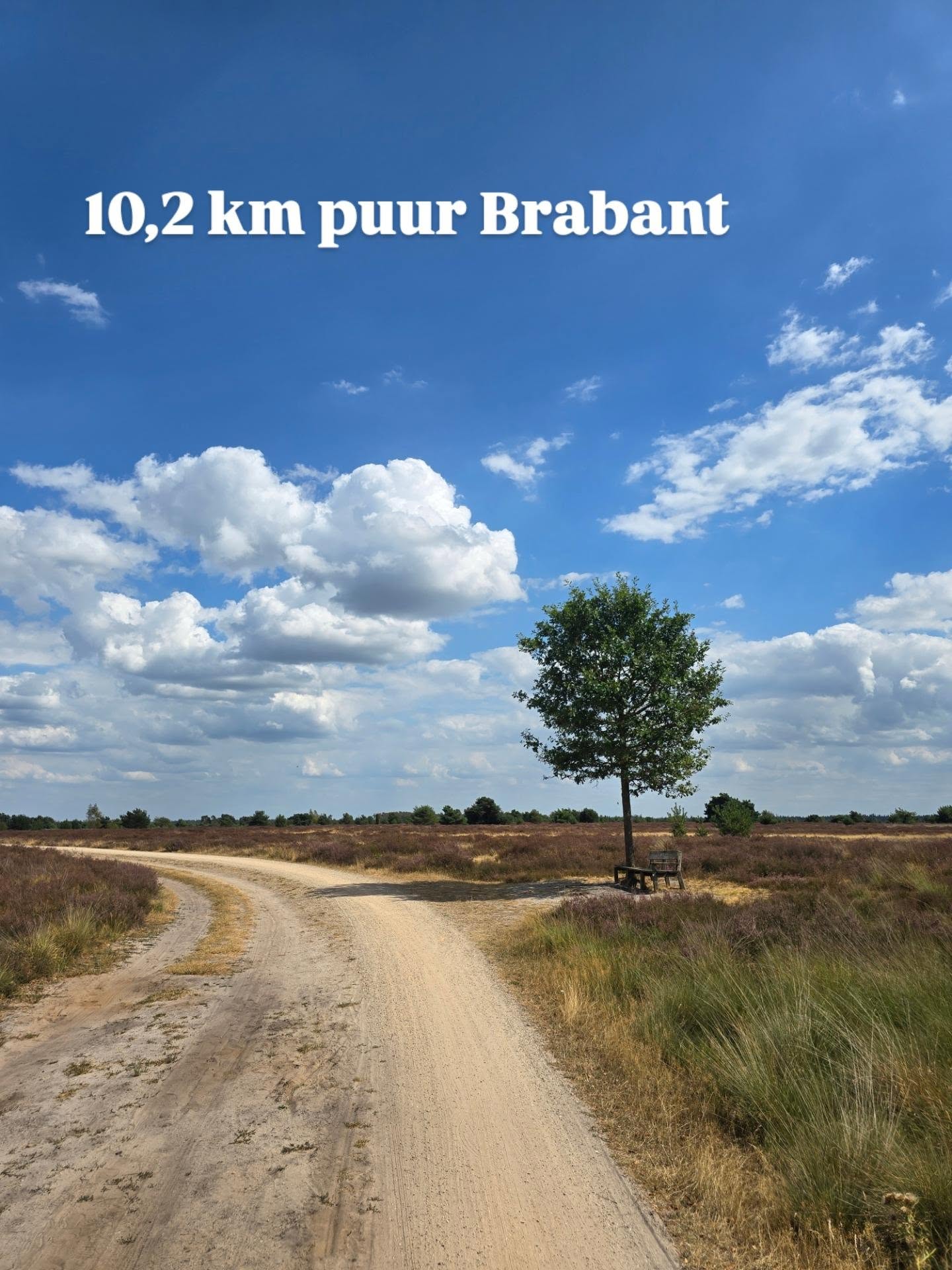 Walk Through Heath, Forest, and Castle in Brabant