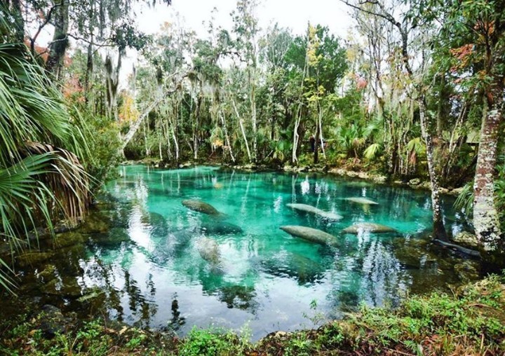 Florida's Manatee Hotspots Offer Cooling Relief