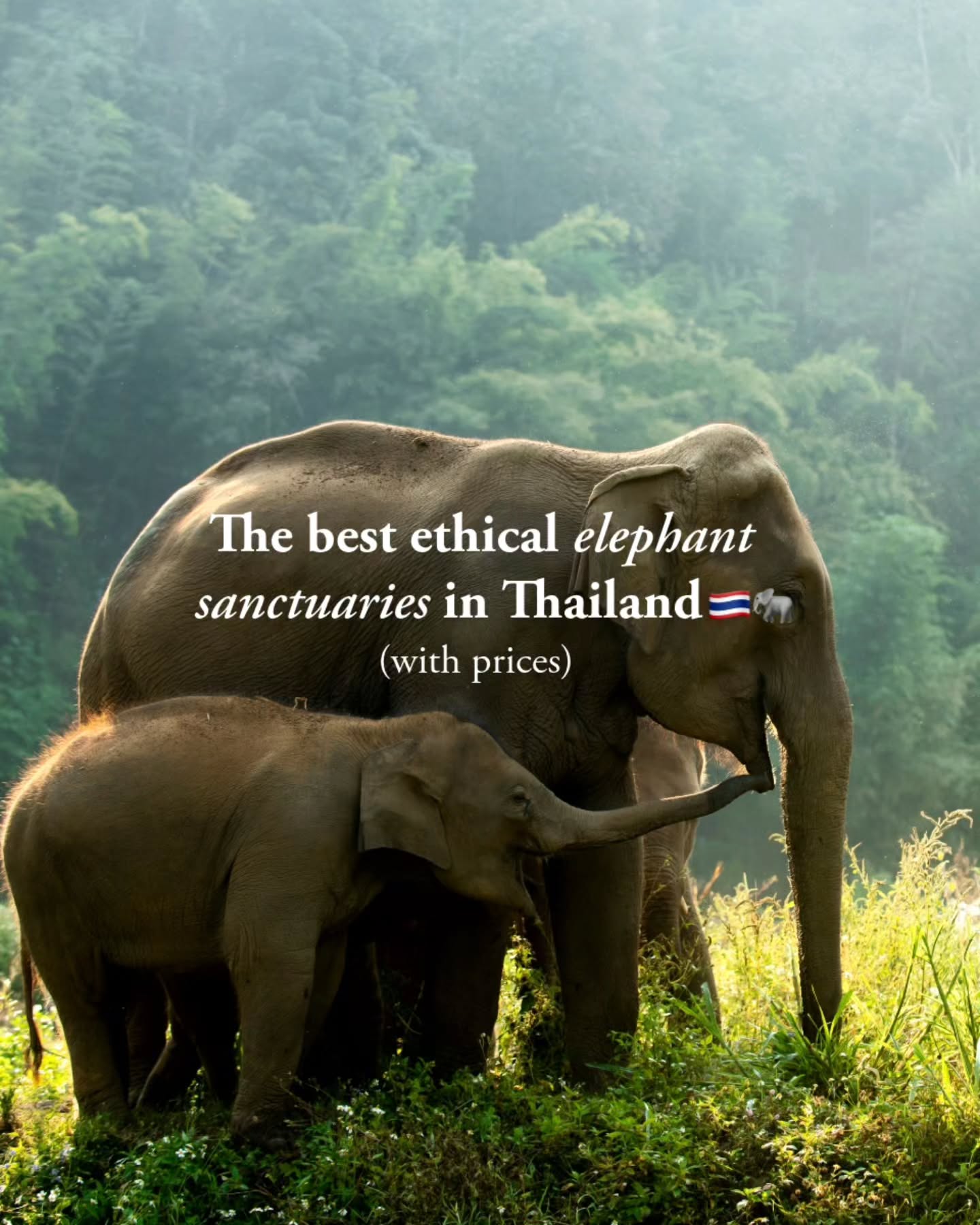 Ethical Elephant Sanctuaries Across Thailand