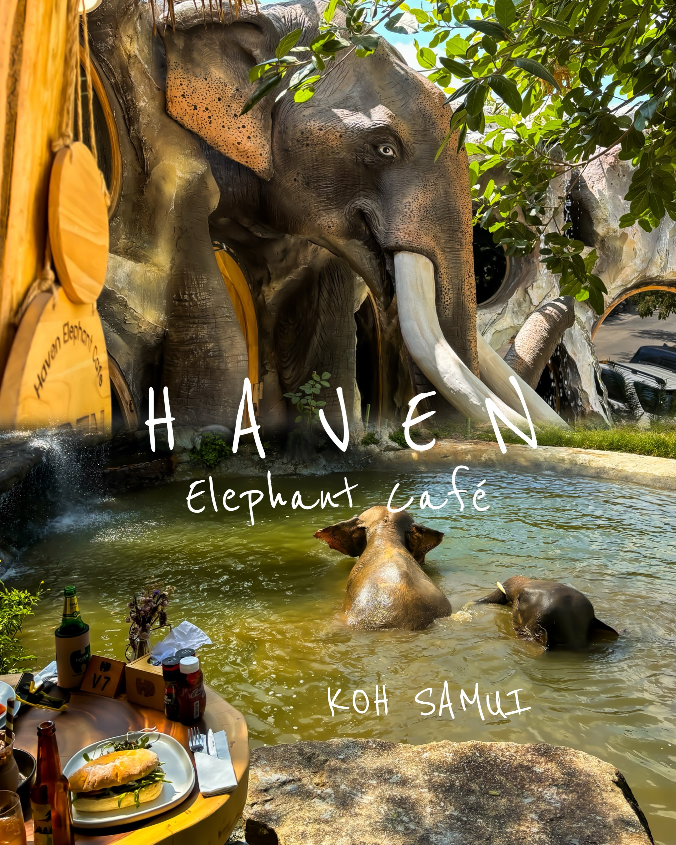 Elephant Sanctuary Cafe Offers Jungle Views