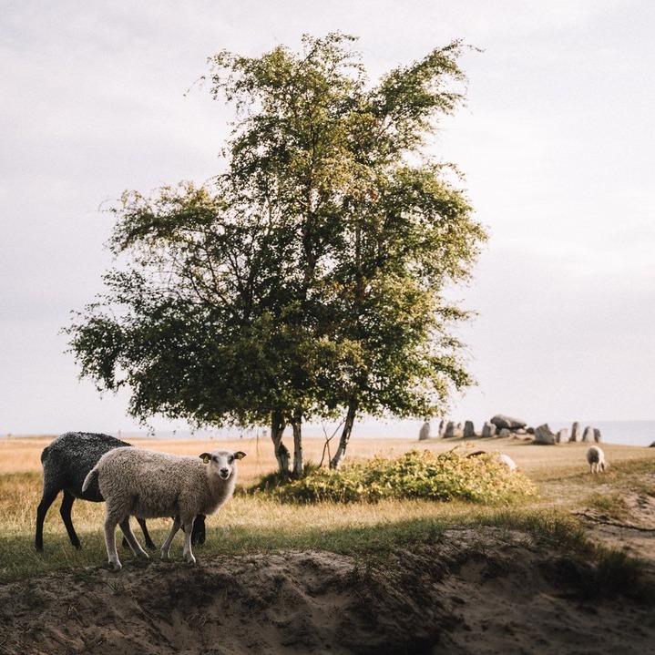 Explore Skåne's Scenic Nature Trails