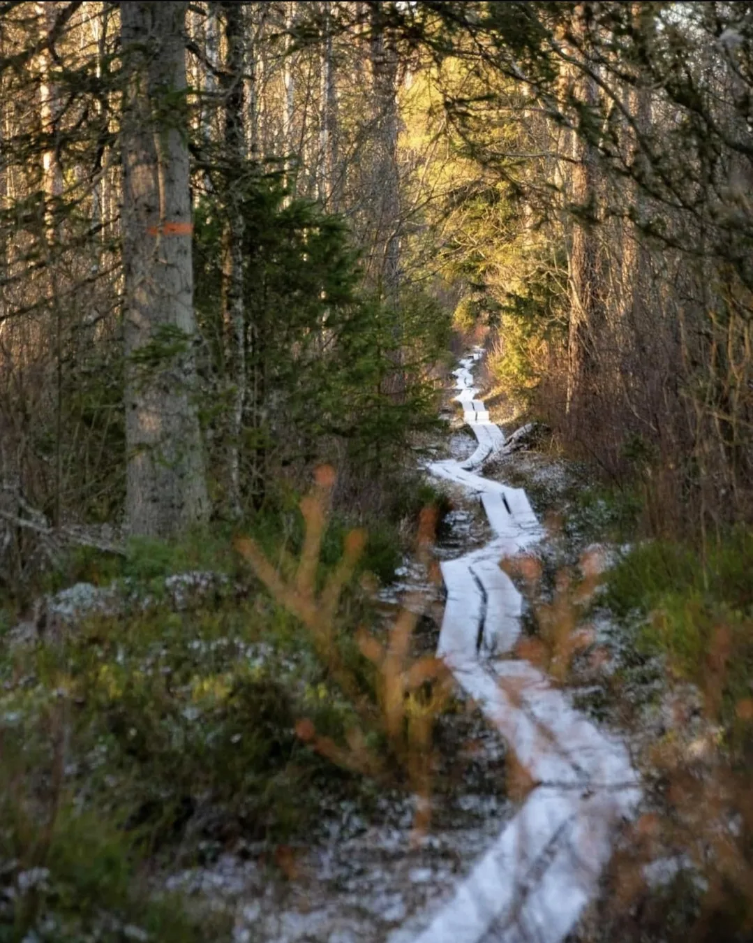 Wooden Boardwalks Through Swedish National Parks