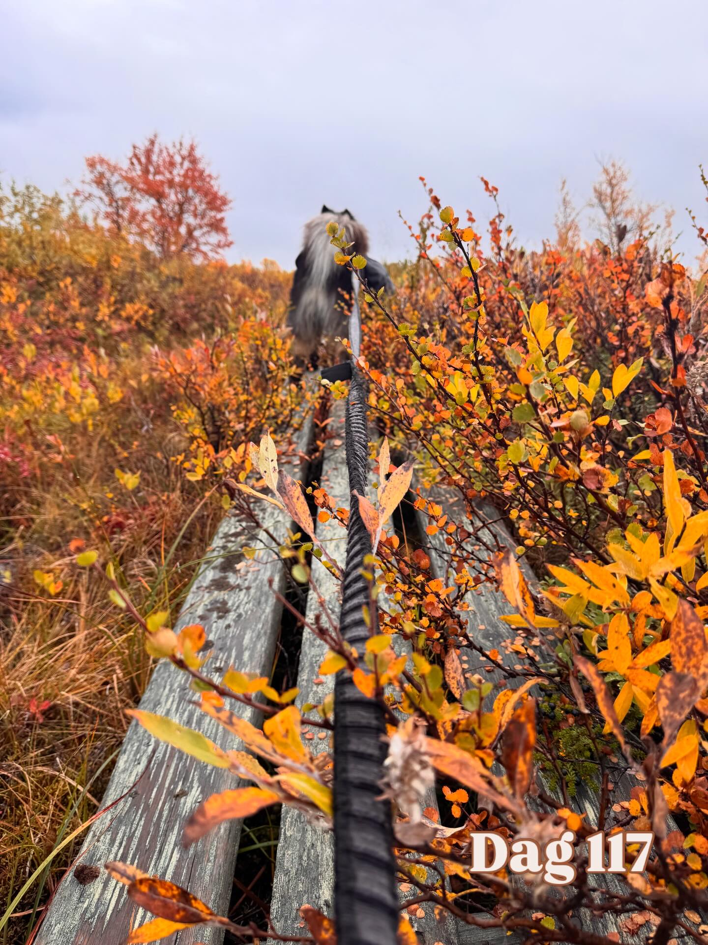 Vast Autumn Mountain Plateaus in Swedish Lapland
