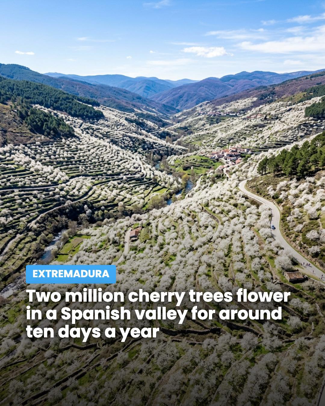 Valle del Jerte Cherry Blossoms Bloom White