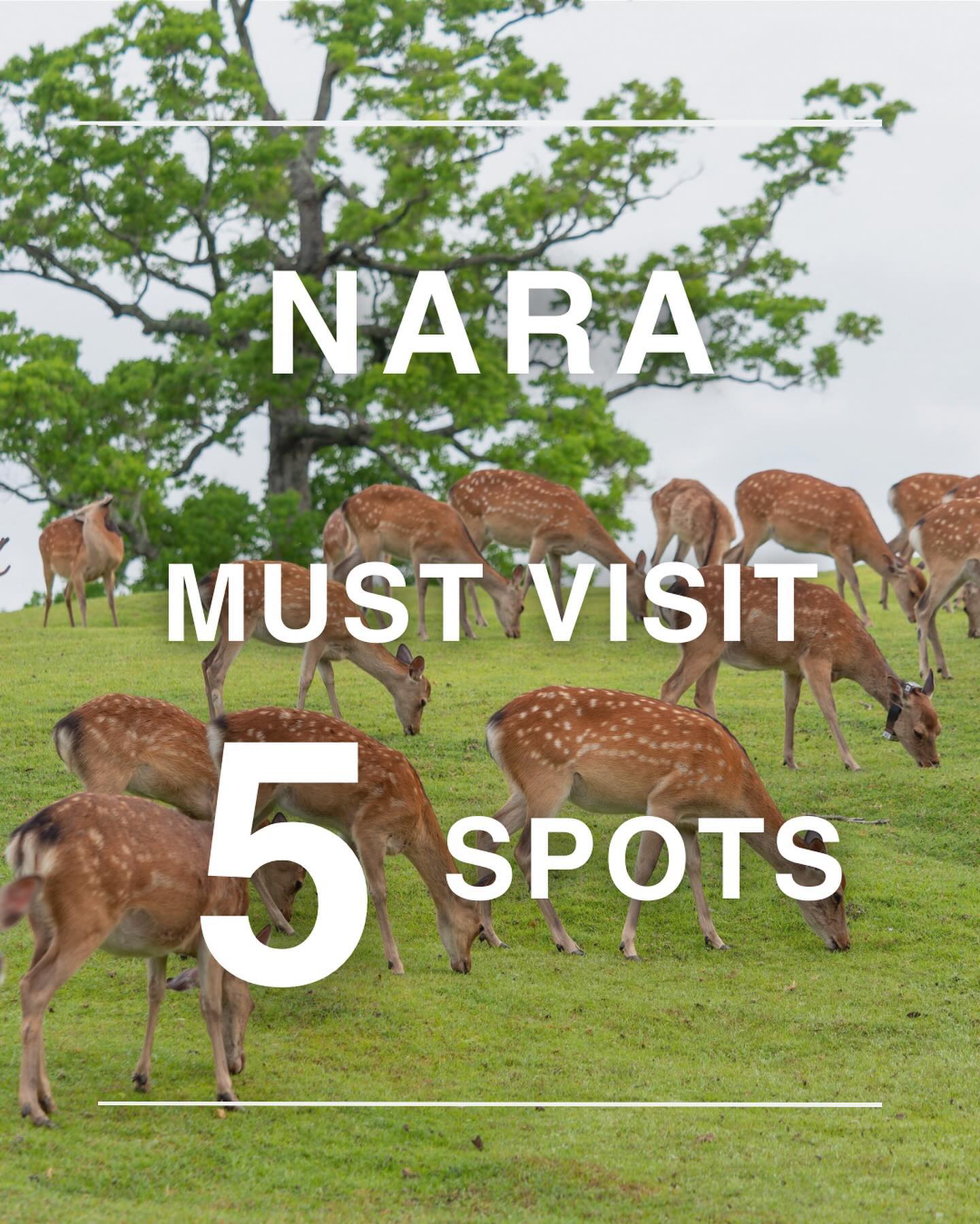 Nara's Top 5 Cultural and Historical Sites
