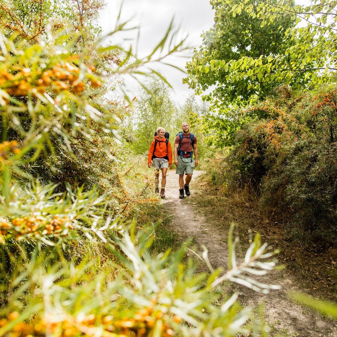 Skåneleden Features Sea Buckthorn Berries