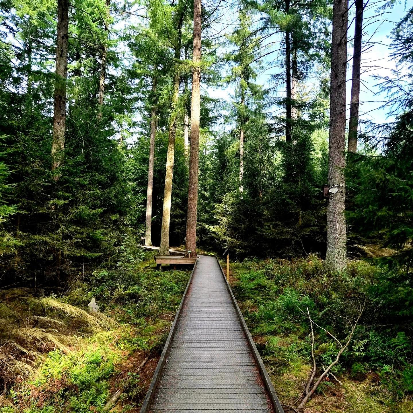 Discover Ardennes Forests With Varied Hiking Trails
