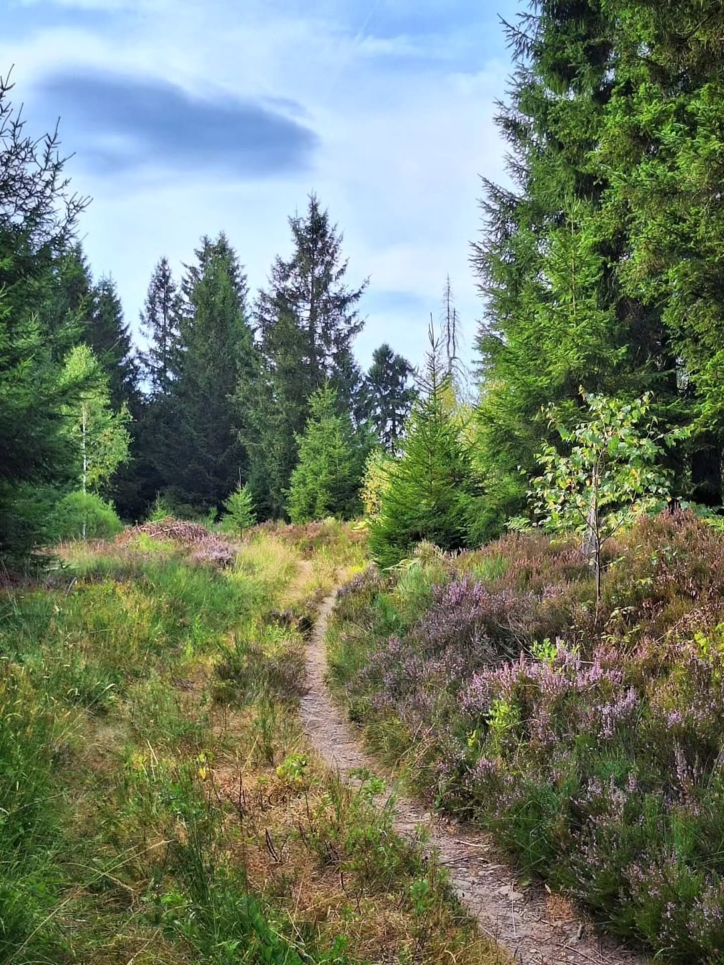 Nordic Landscapes of Odeigne and Baraque de Fraiture