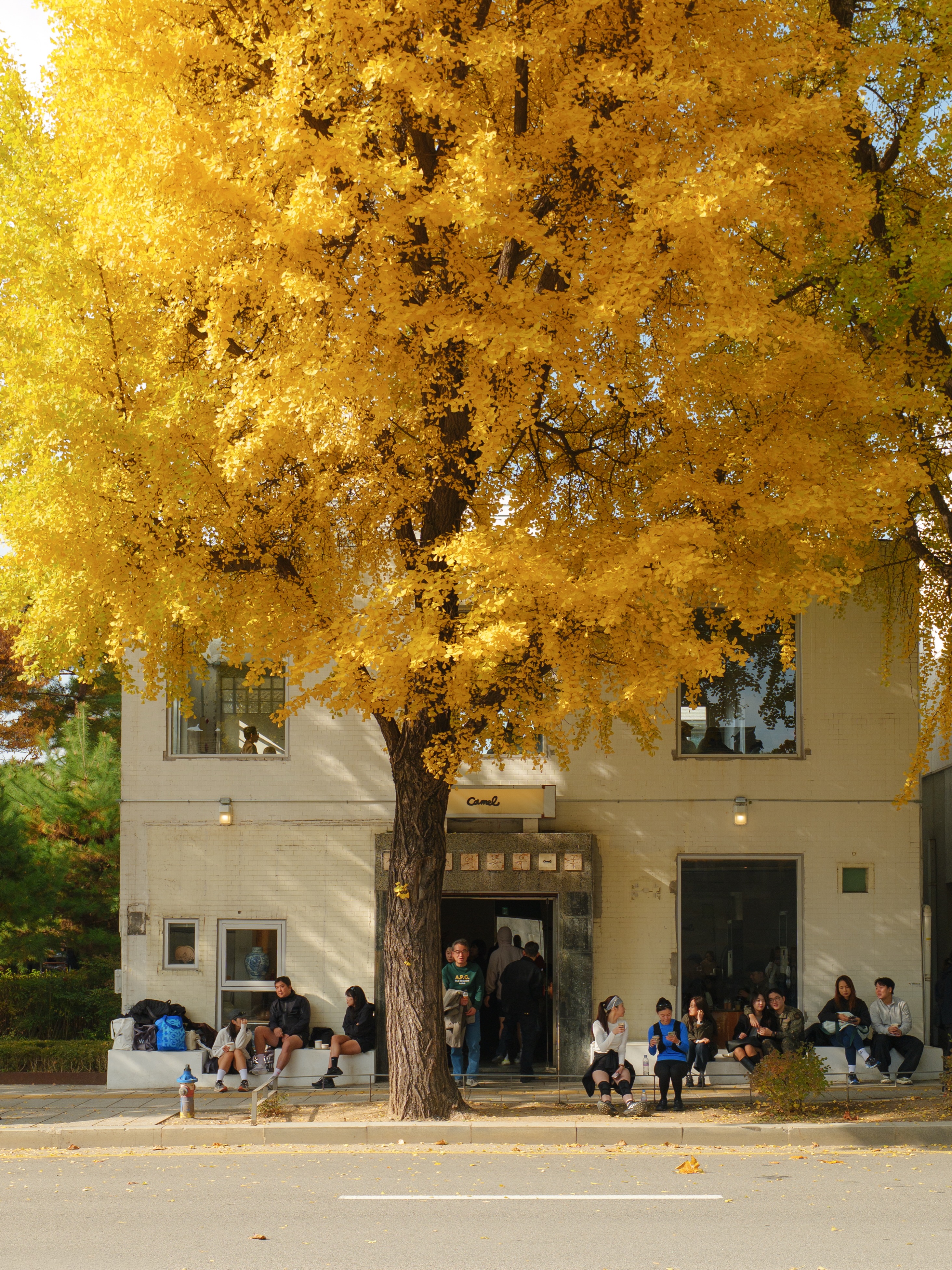 Four Seoul Cafes Perfect for Autumn Scenery