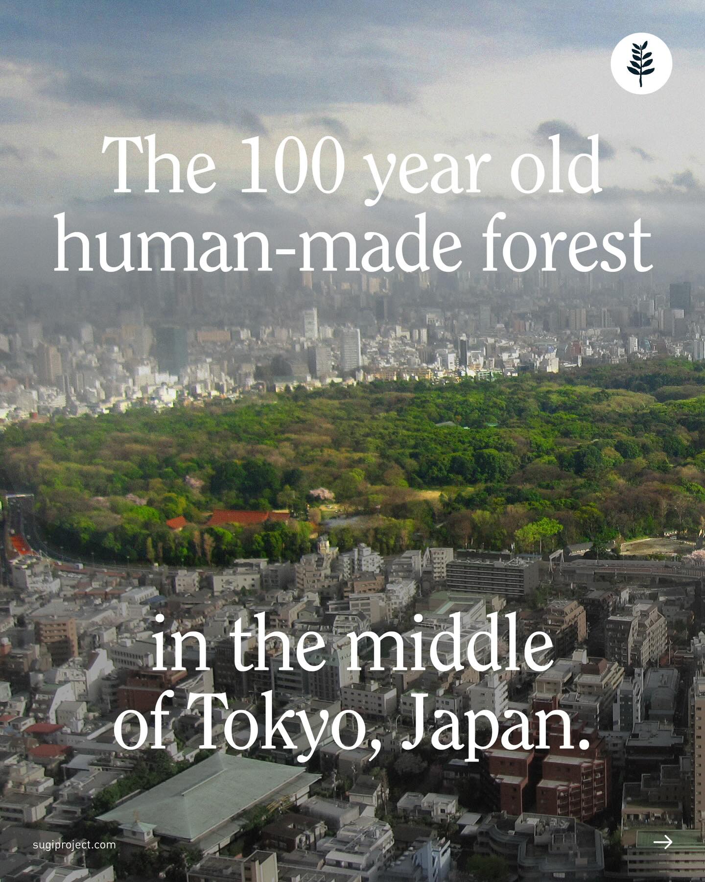 Meiji Jingu Forest: Urban Nature Sanctuary