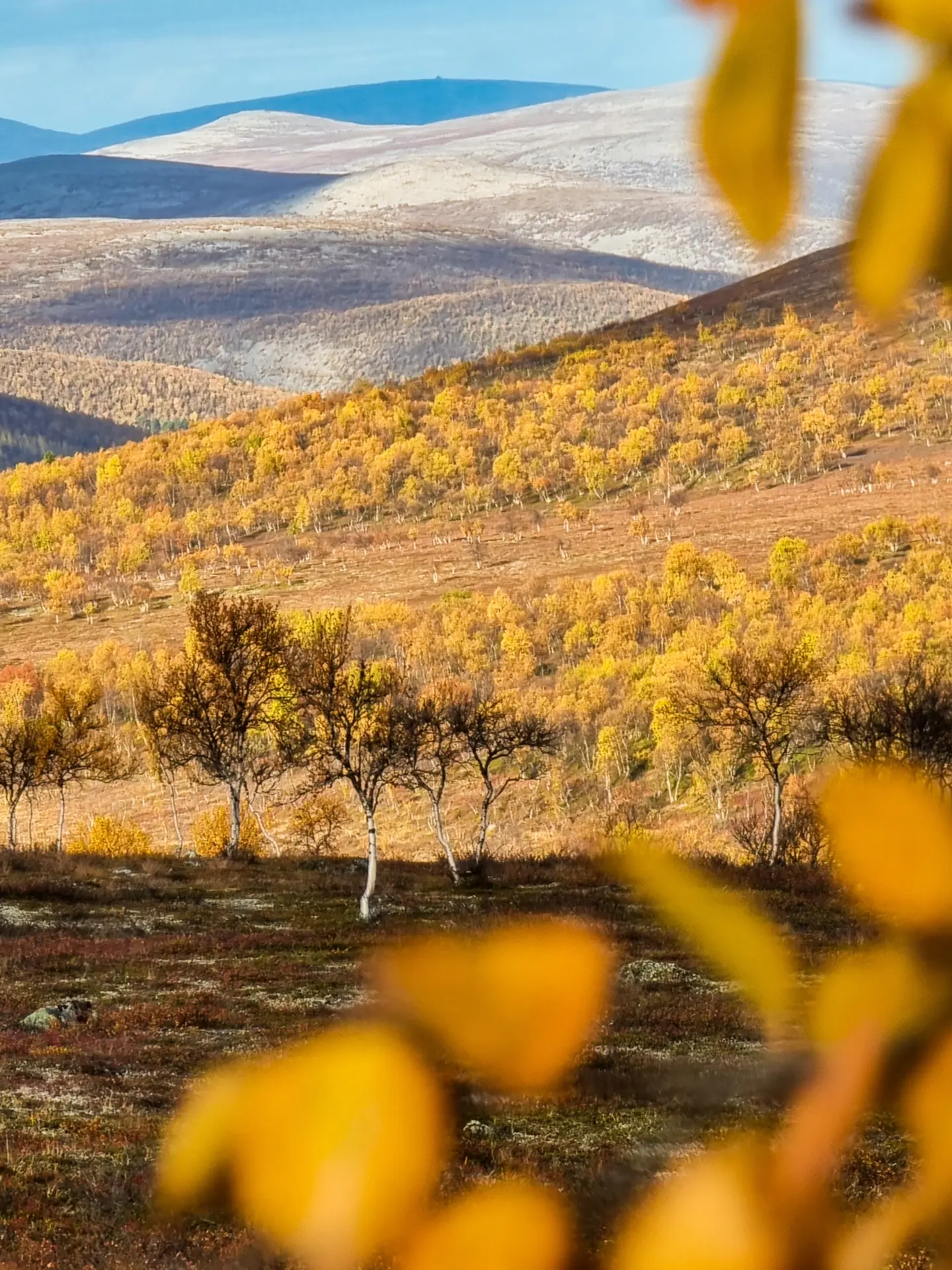 Utsjoki's Golden Autumn Glow