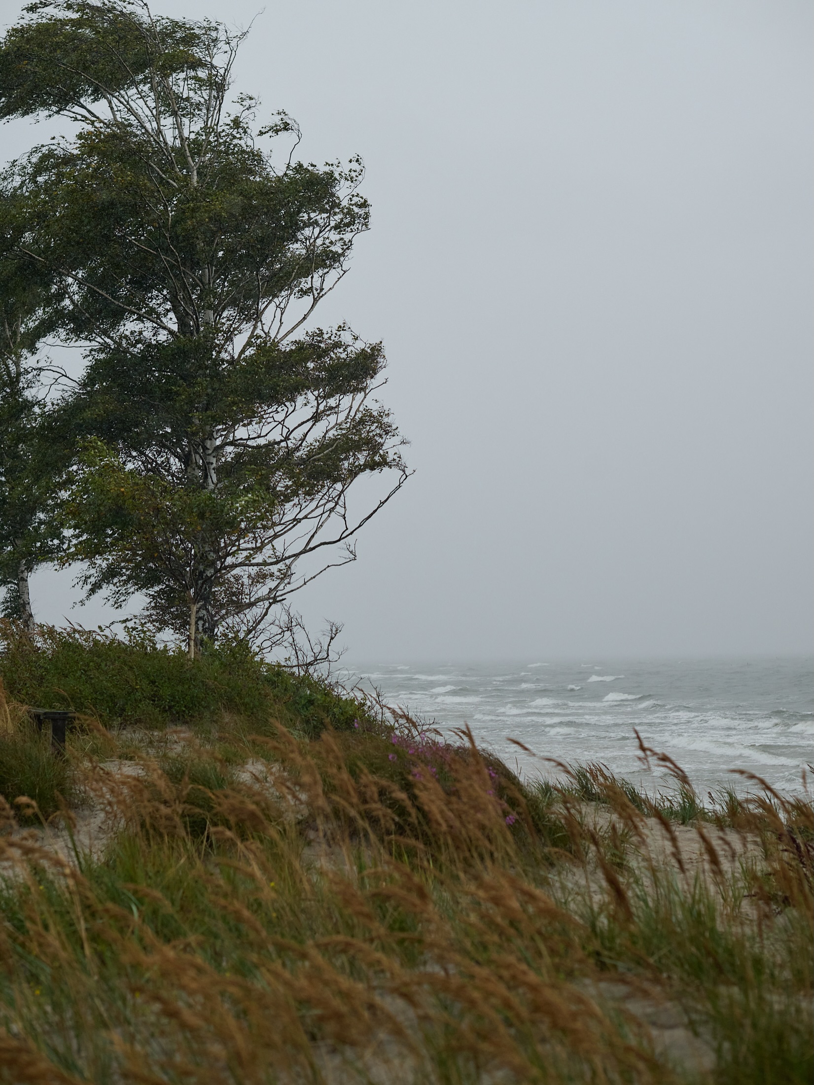 Coastal Scenery in Österlen Braving the Elements
