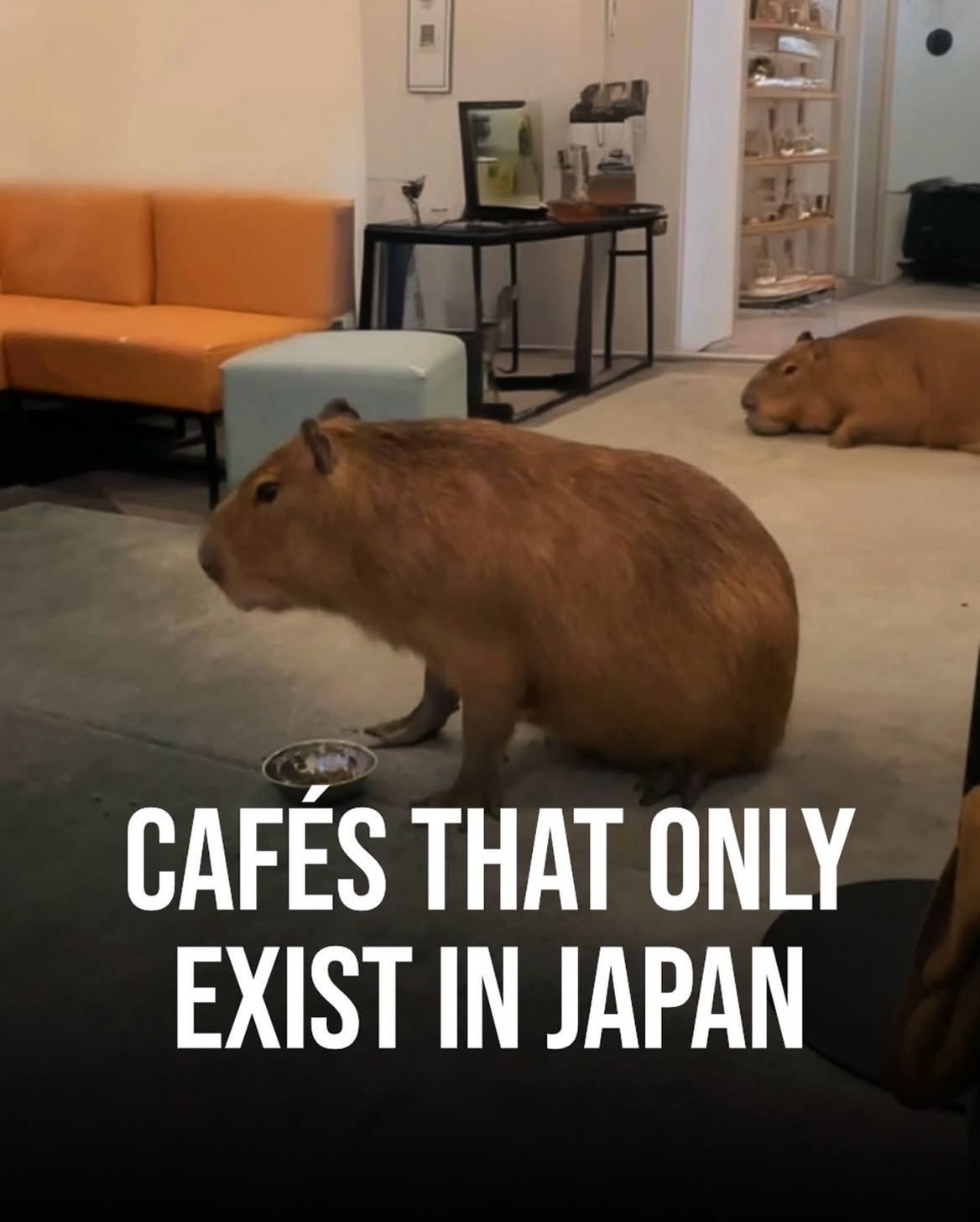 Charming Cafes and Unique Spots in Japan