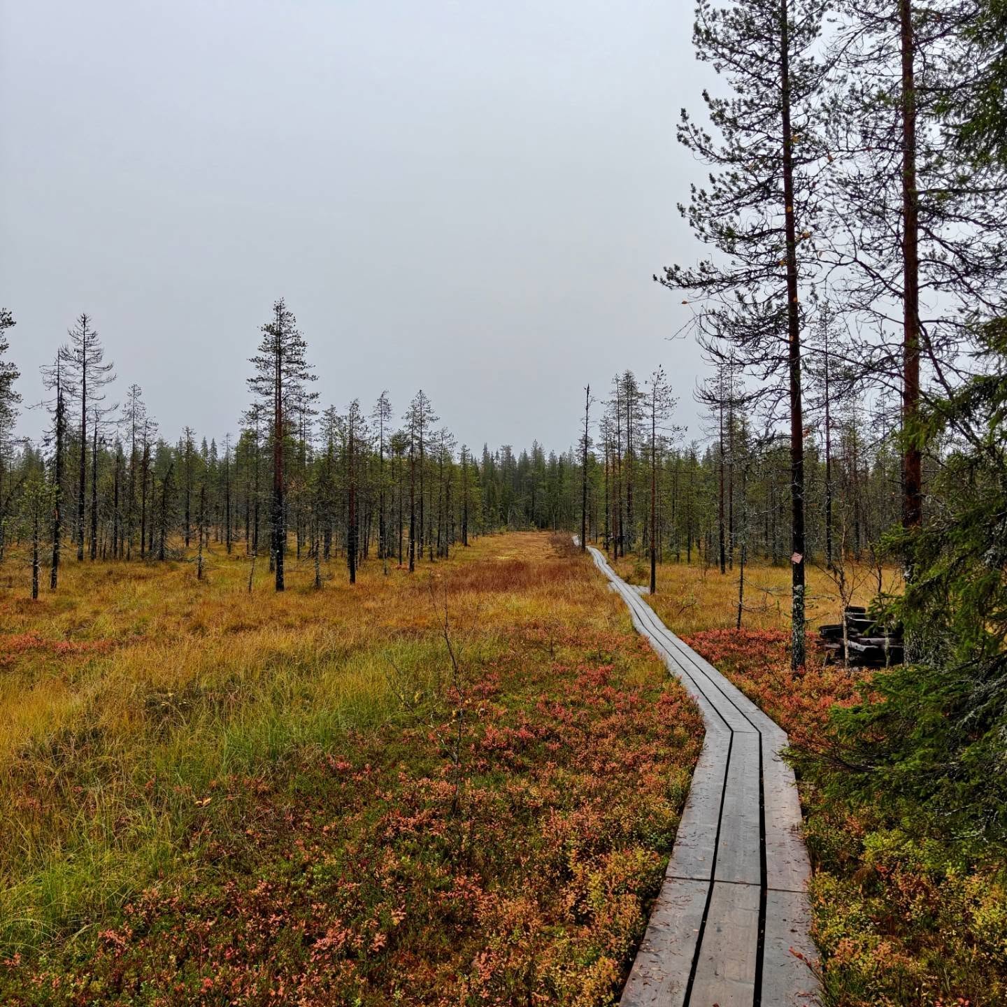 Pyhä-Luosto National Park's Autumn Colors