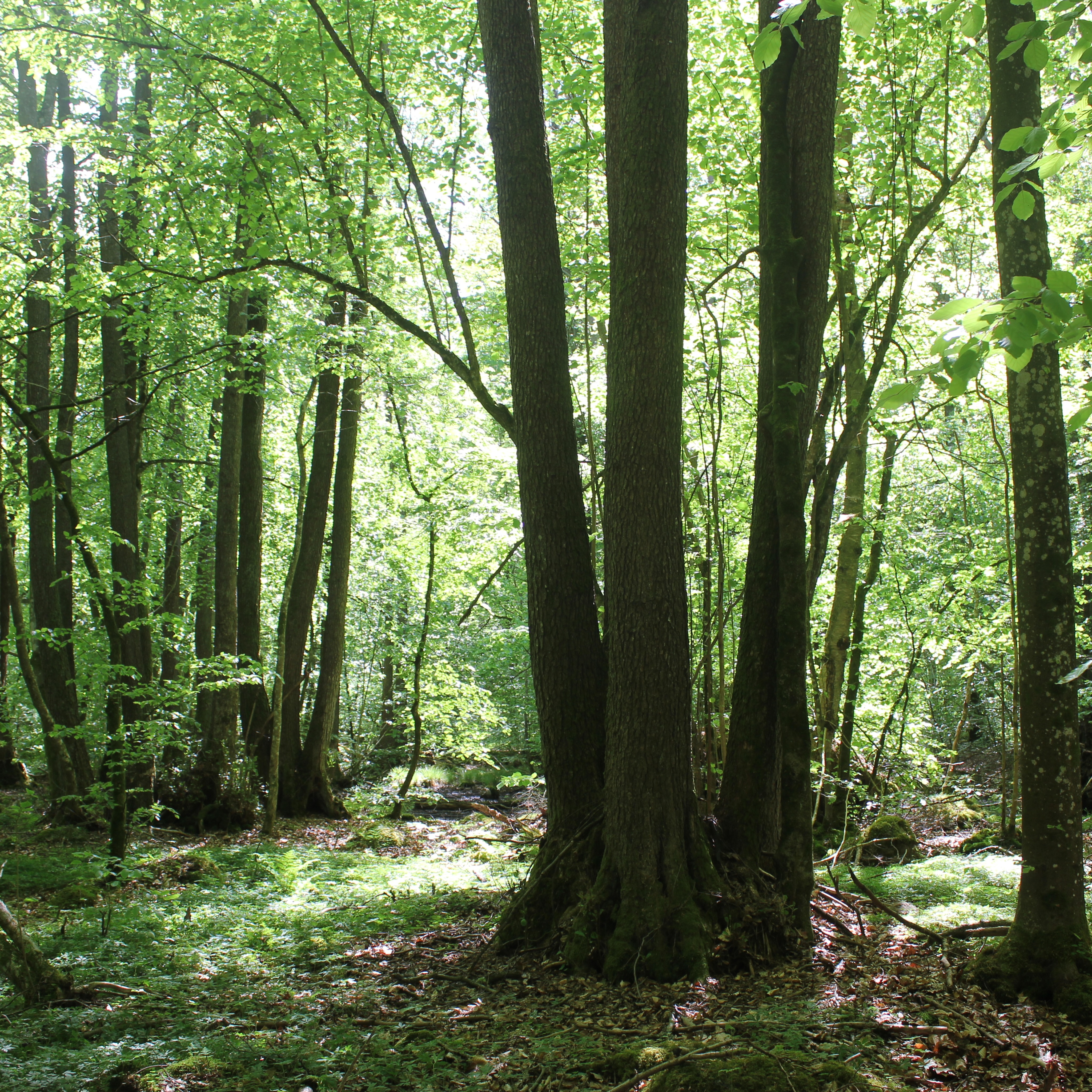 Bockeboda Nature Reserve Walking Areas