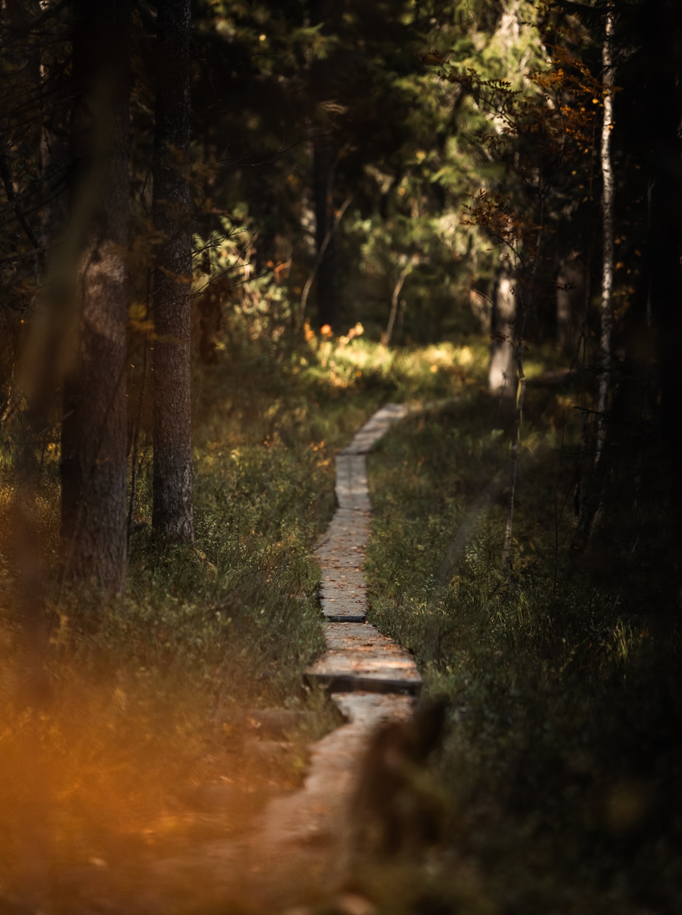 Autumn Colors at Tiilikkajärvi National Park
