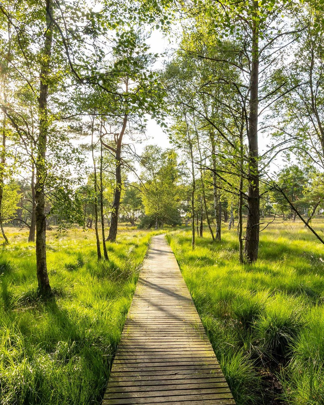 Lüneburg Heath Hiking Tour Through Osterheide