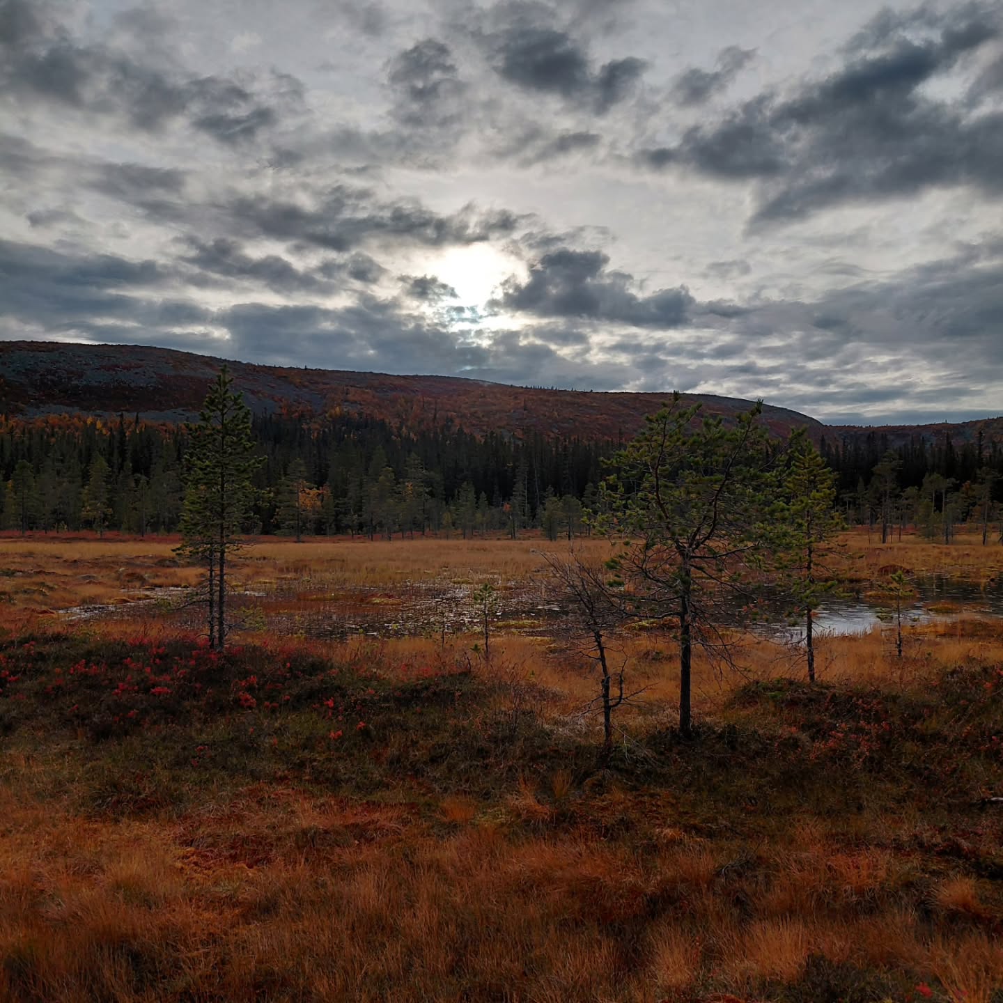 Fulufjället National Park's Wild Landscape