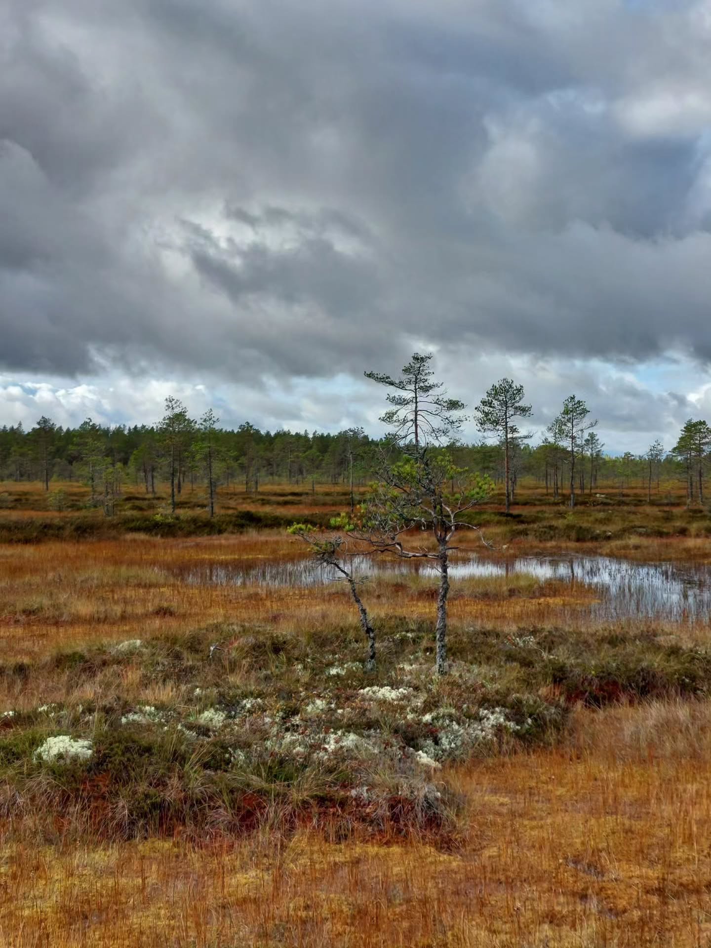 Kauhaneva-Pohjankangas National Park: Swamp Scenery