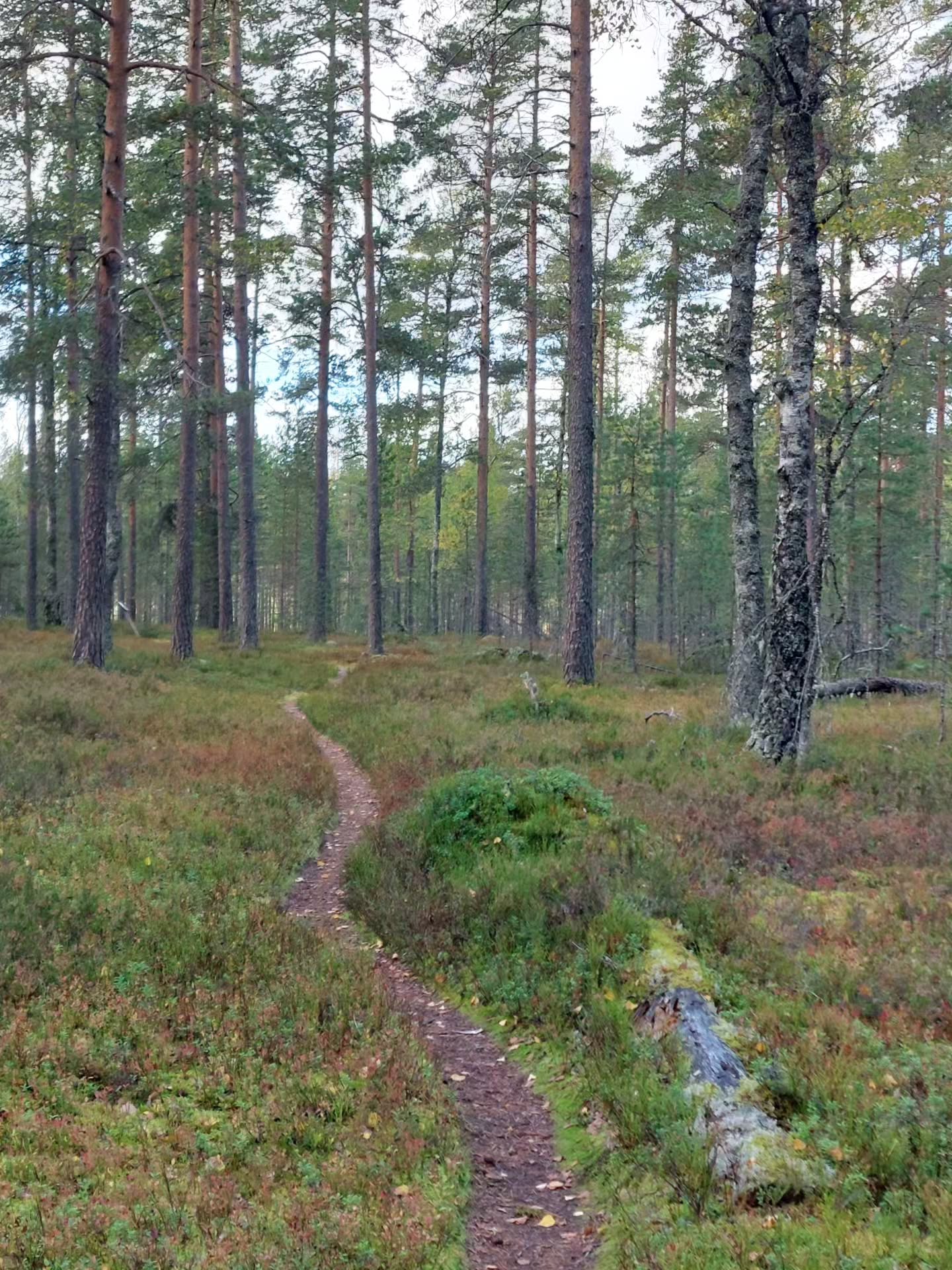 Lauhanvuori National Park Coastal Trail Views