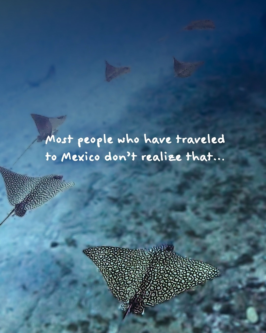 Isla Mujeres Eagle Ray Diving This Winter