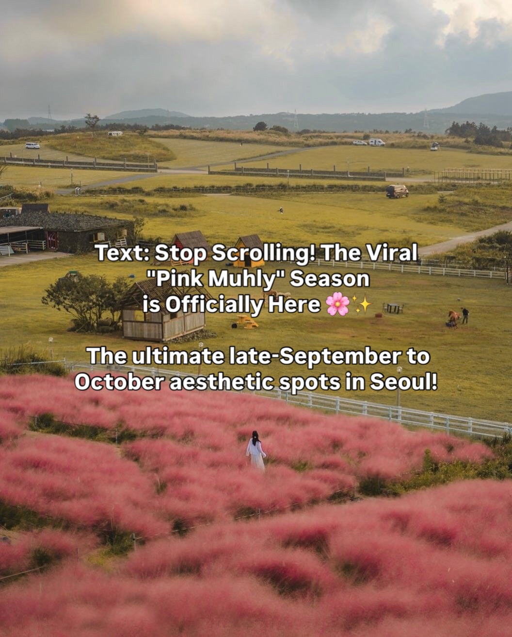 Seoul Parks Showcasing Pink Muhly and Silver Grass