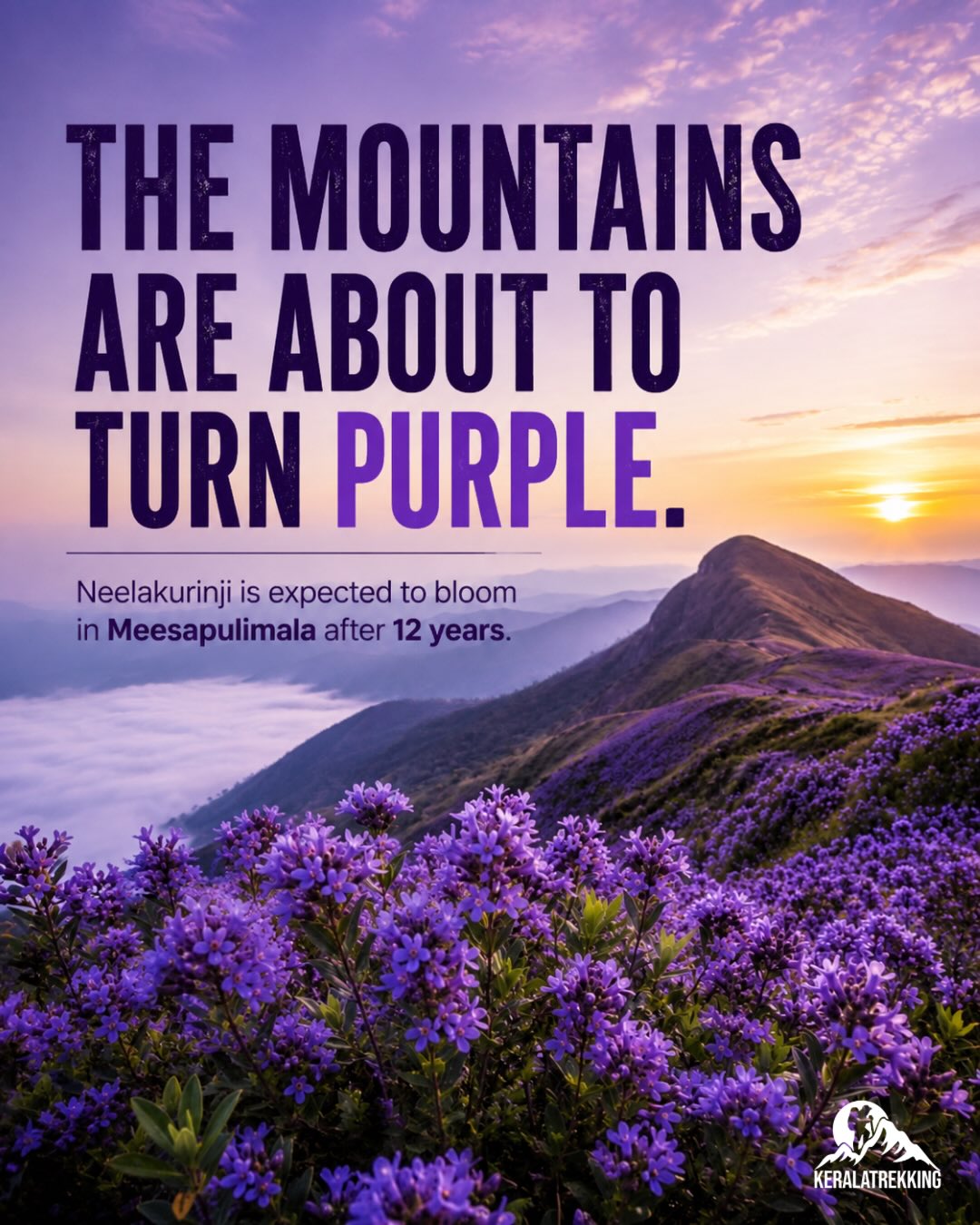 Where To Find The Neelakurinji Bloom In Kerala