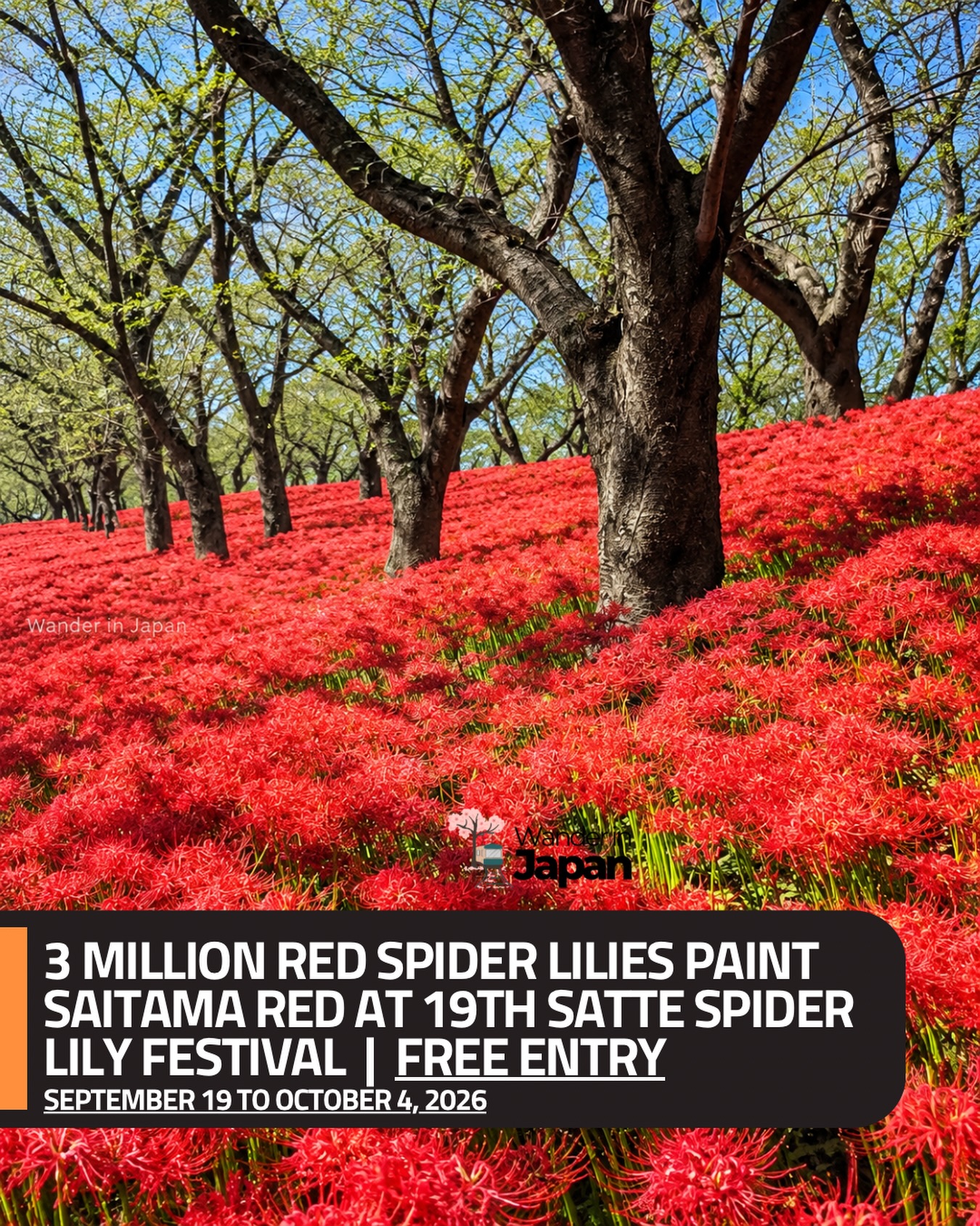 Satte Spider Lily Festival at Gongendo Park