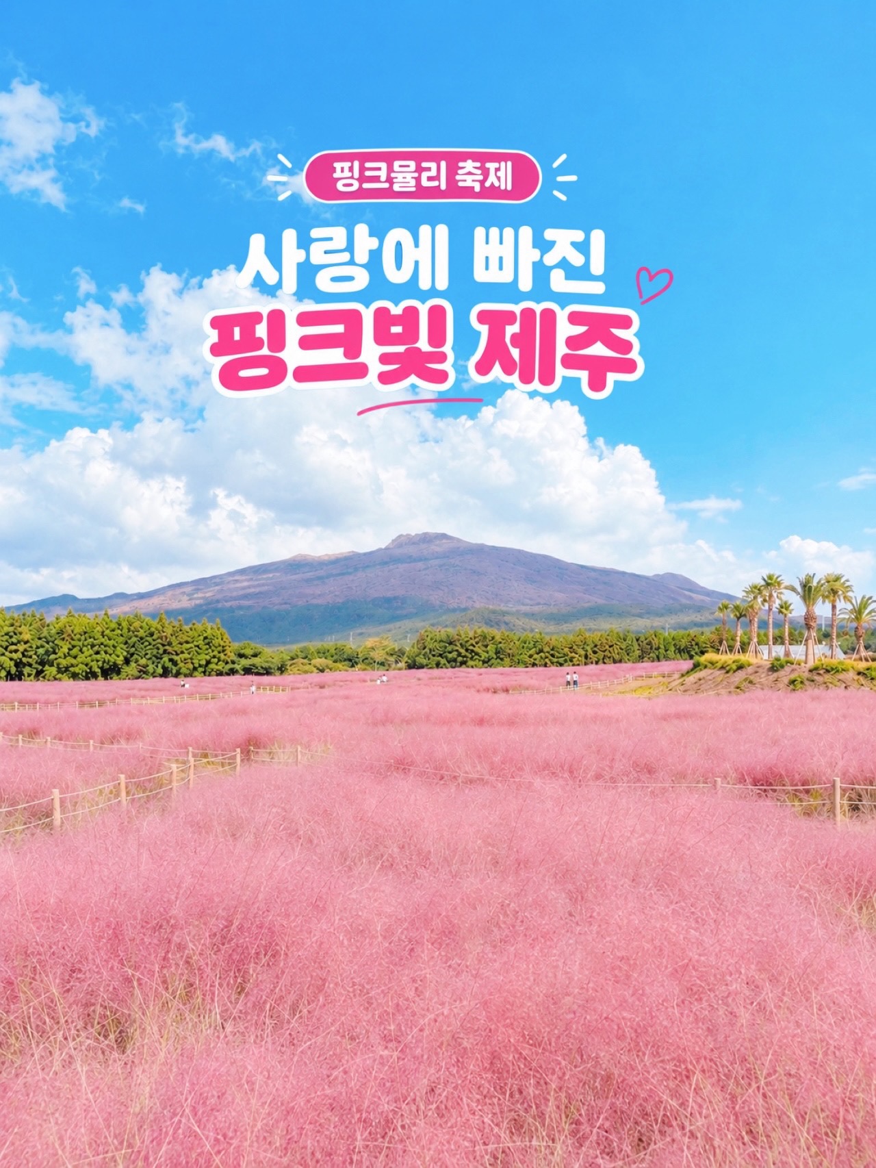 Jeju's Pink Muhly Grass Parks With Hallasan Backdrop