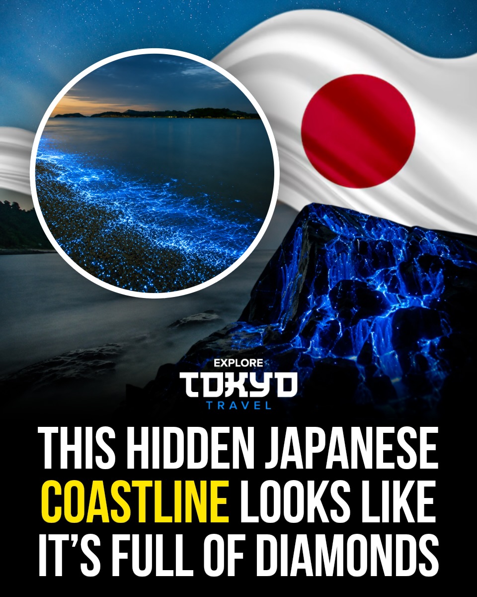 Bioluminescent Firefly Squid Glow in Toyama Bay