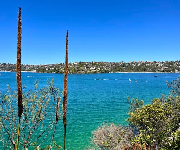 Manly Beaches And Yacht Club Walks