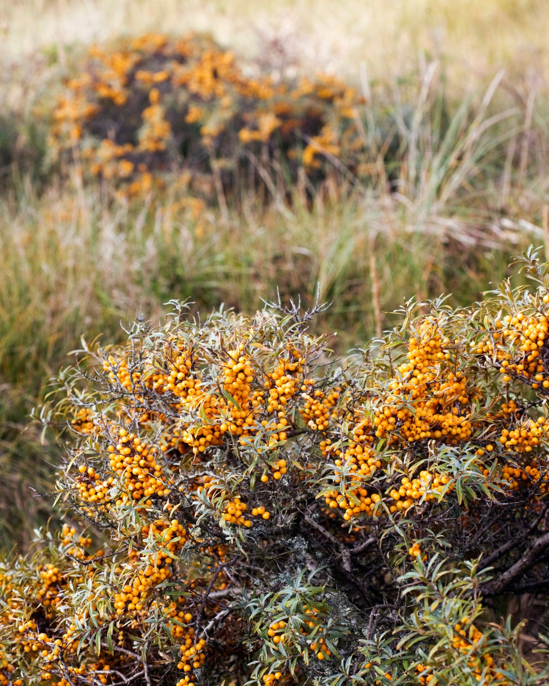 Sea Buckthorn Berries Found in Haparanda Archipelago
