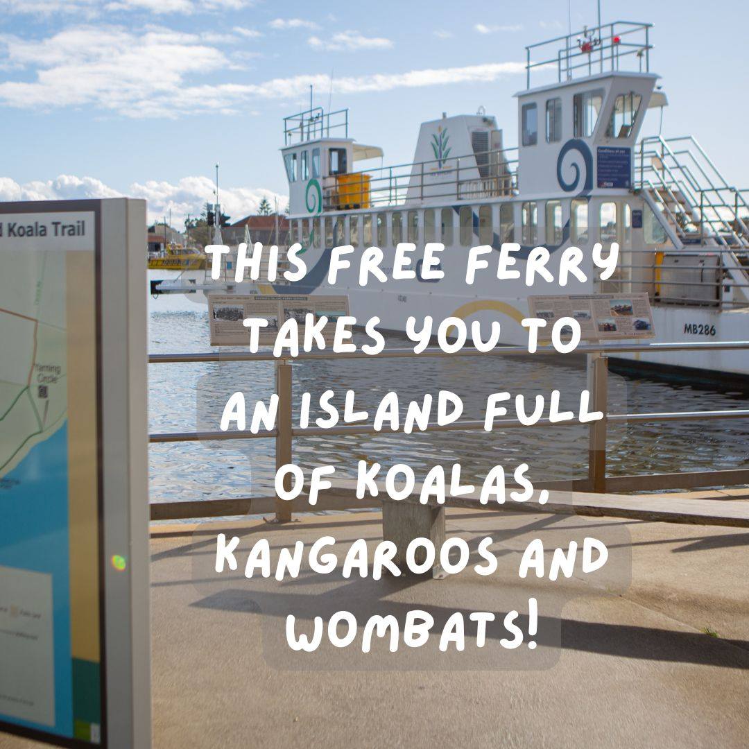 Koala Sanctuary Island Exploration