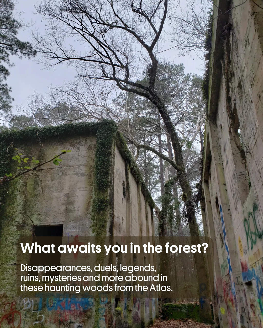 Eerie Forests Around The World