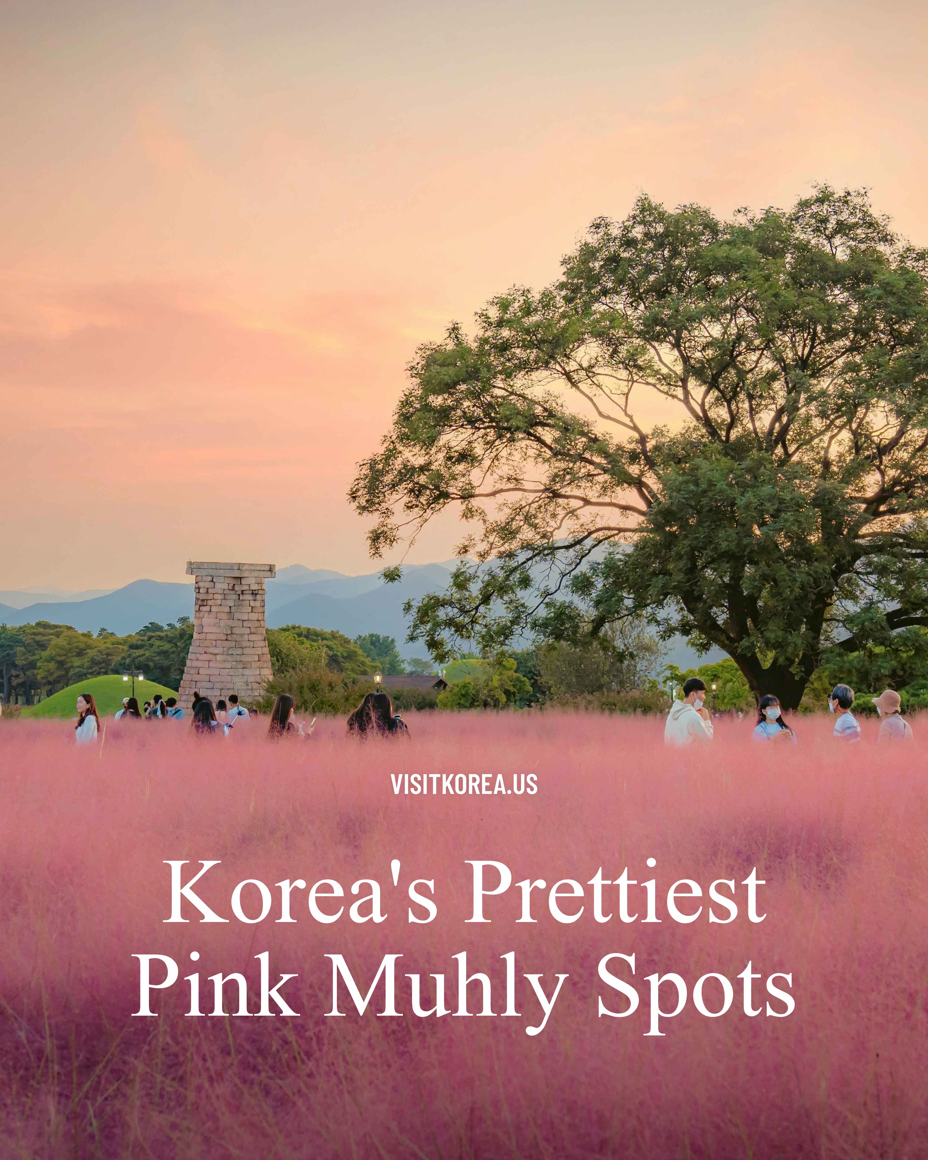 Korea's Most Beautiful Pink Muhly Grass Fields