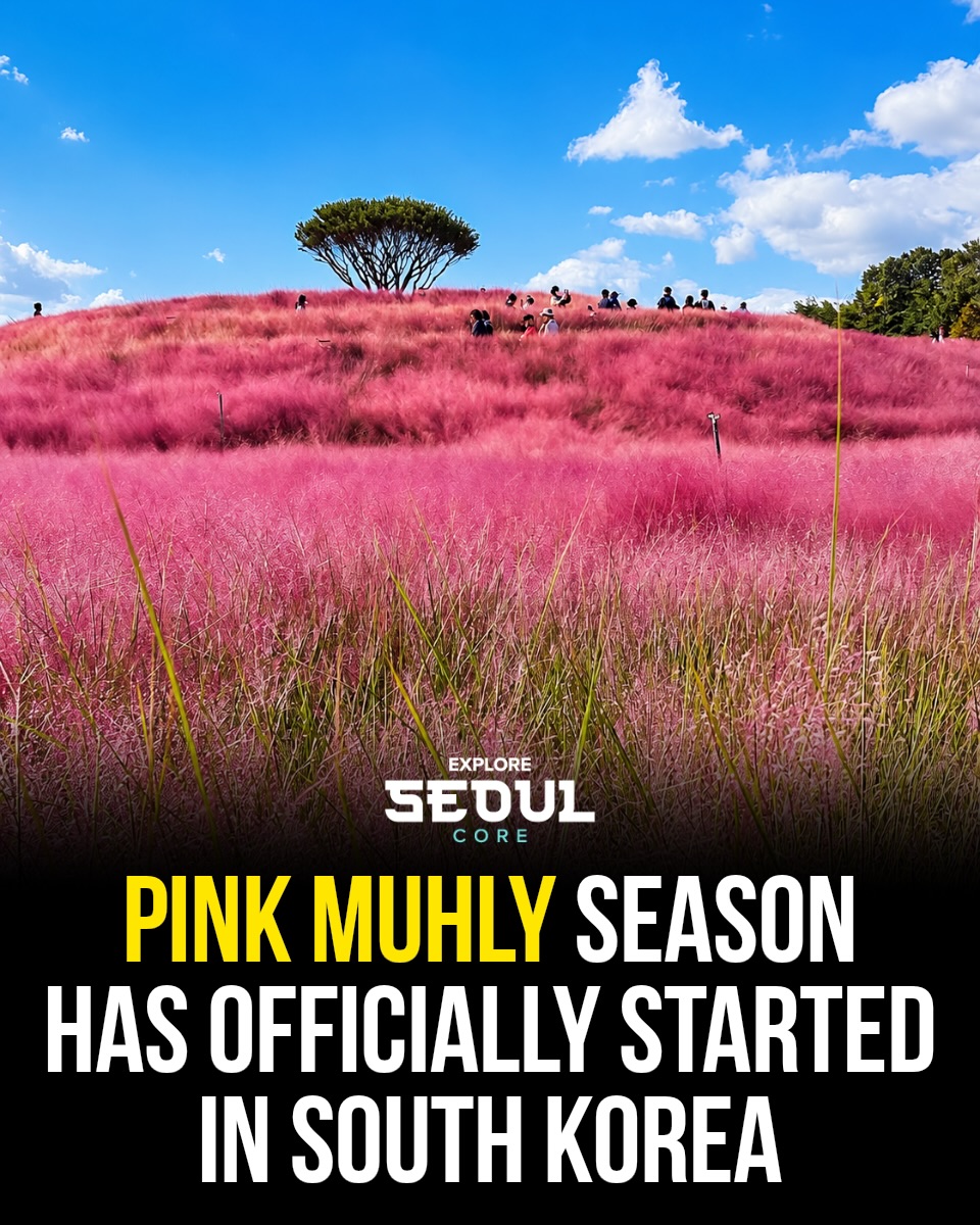 South Korea's Pink Muhly Grass Fields in Autumn