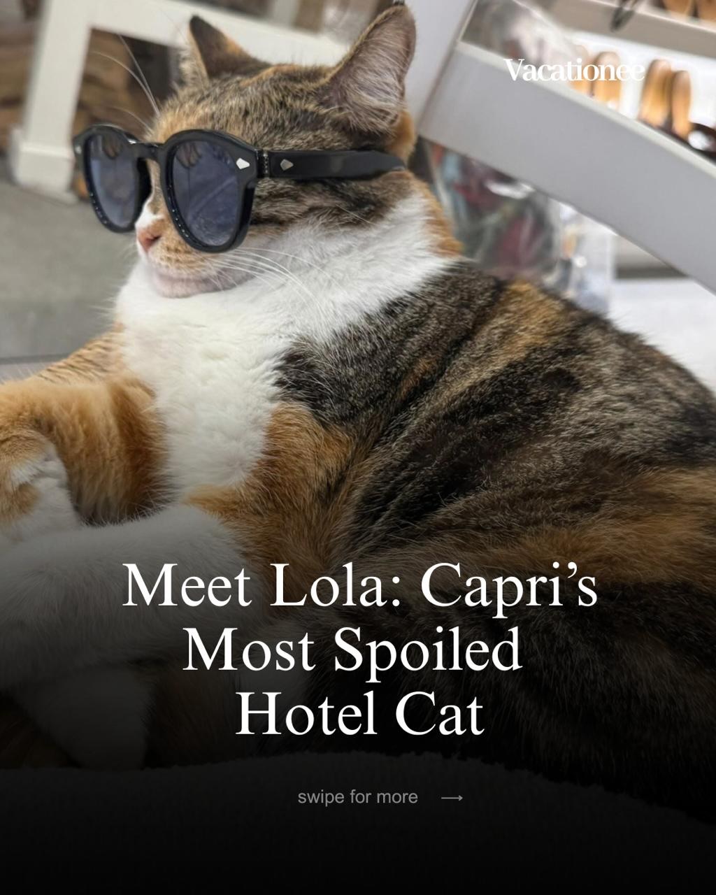 Hotel La Palma's Unofficial Queen: Meet Lola