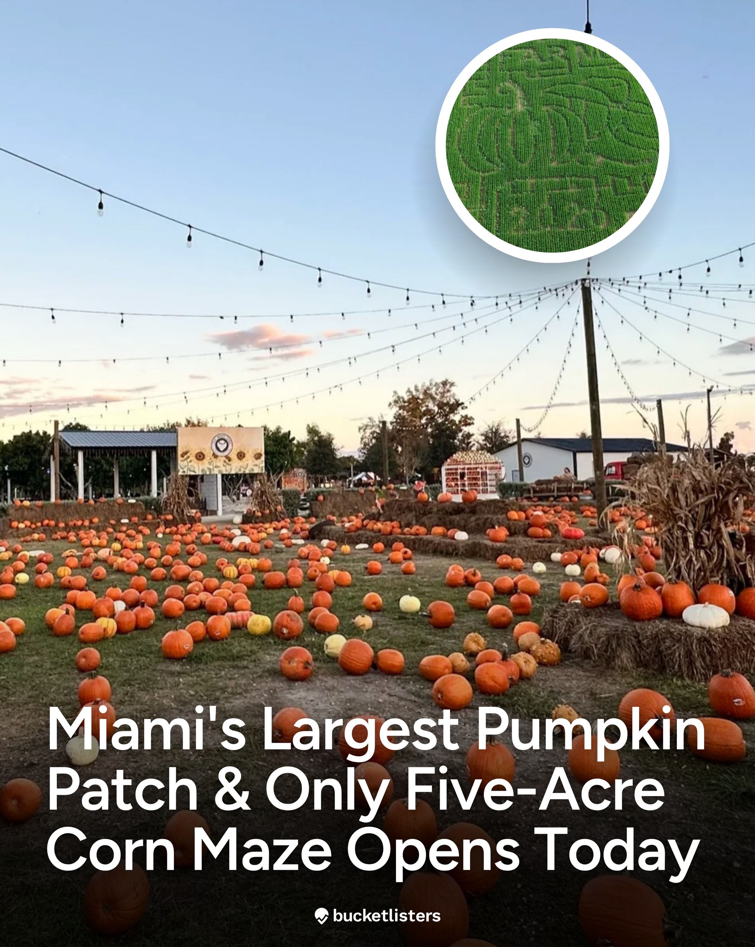 Harvest Festival Fun At Miami's Berry Farms