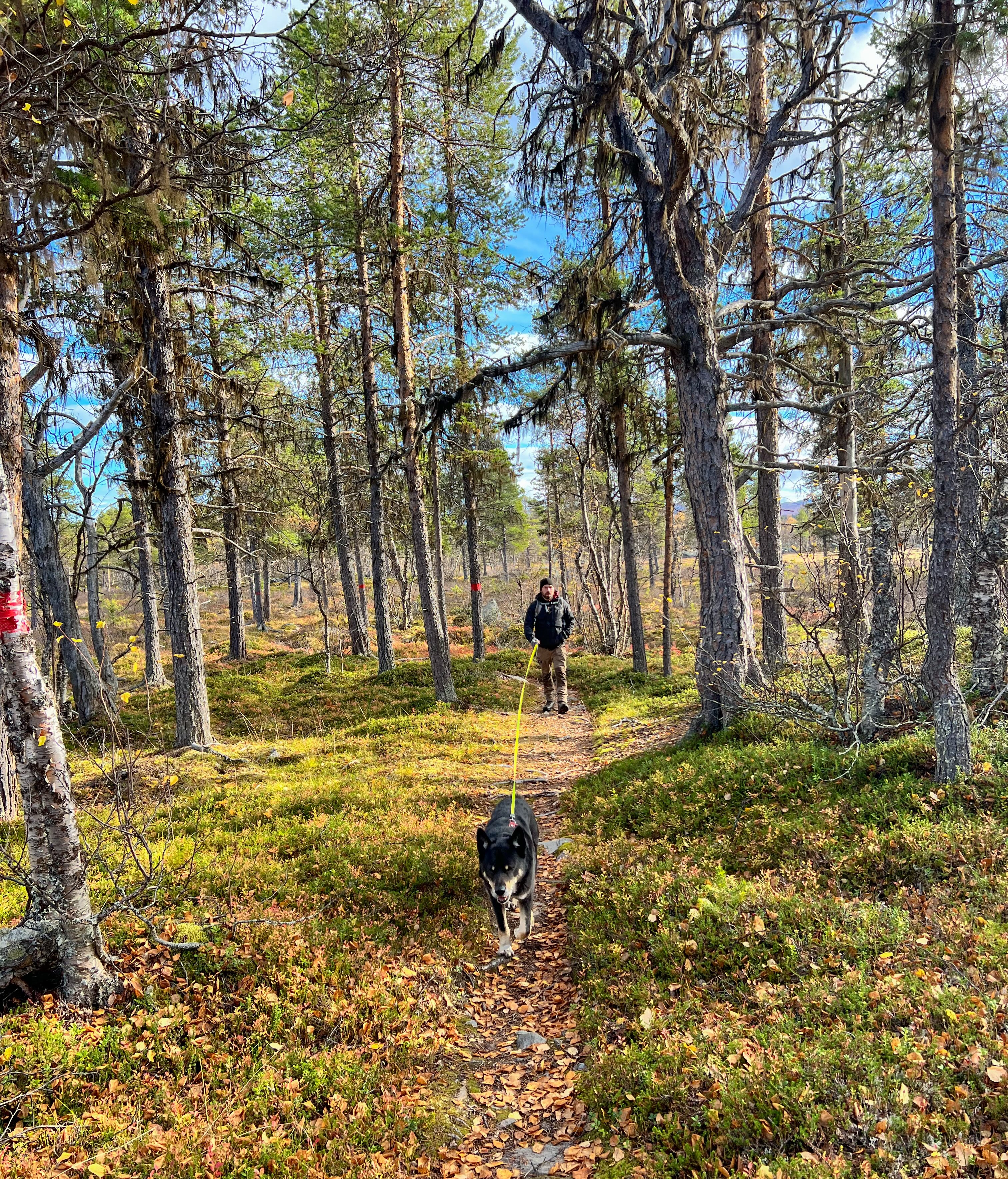 Swedish Hiking Trails Through Forests and Lakes
