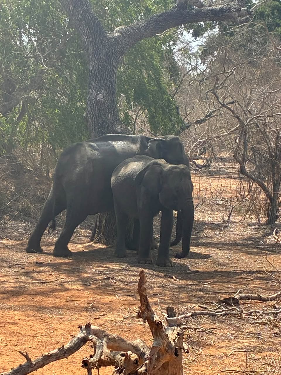 Sri Lanka Family Trip: Nature, Adventure, and Wildlife