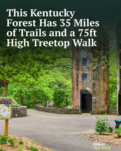 Bernheim Forest Canopy Walk Adventure