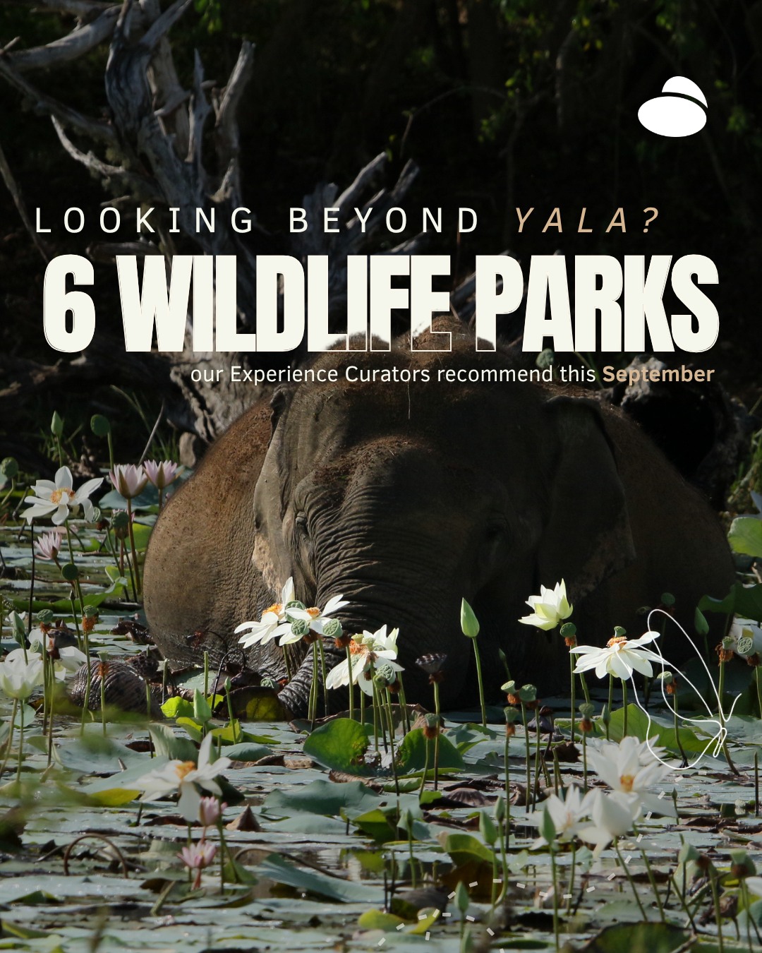 Prime Sri Lankan Parks for Wildlife Adventures