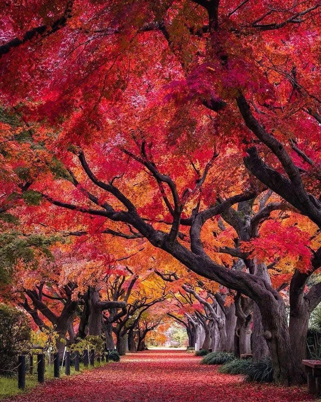 Tokyo's Top 5 Autumn Leaf Viewing Spots