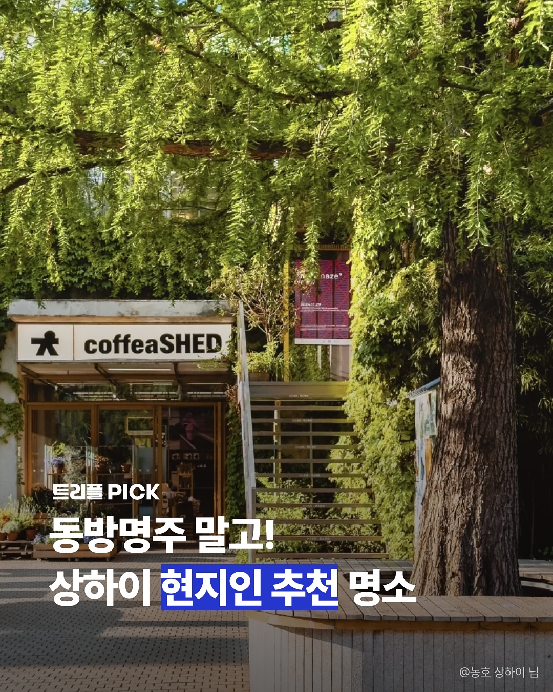 Shanghai's Hidden Gems for Cafes and Slow Walks