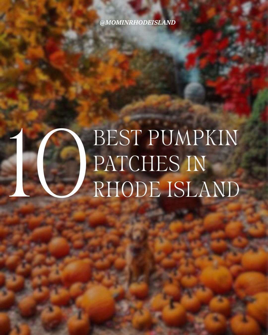 Top Rhode Island Pumpkin Patches With Farm Fun