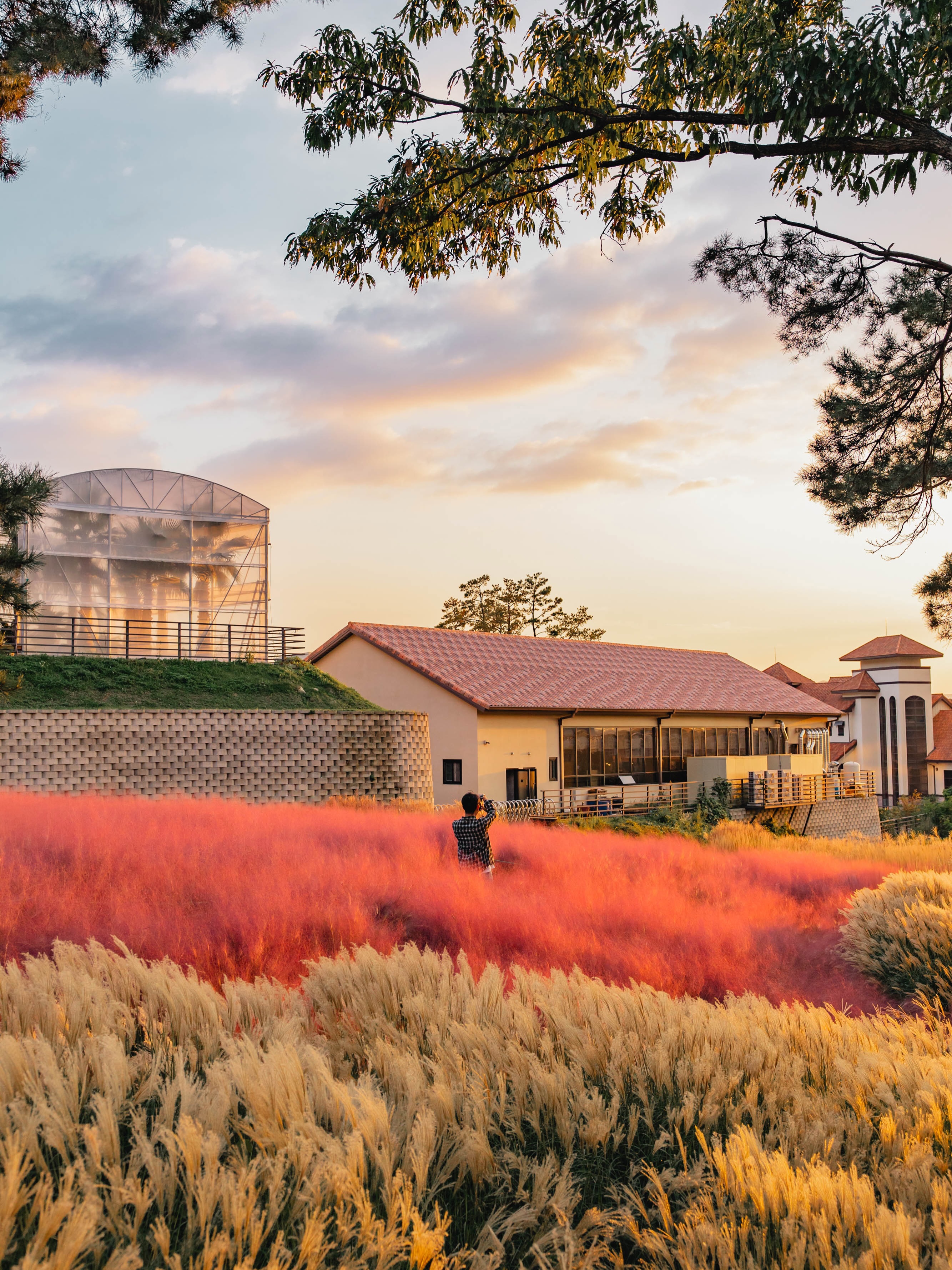 Pins Coffee: Beautiful Pink Muhly With Sunset