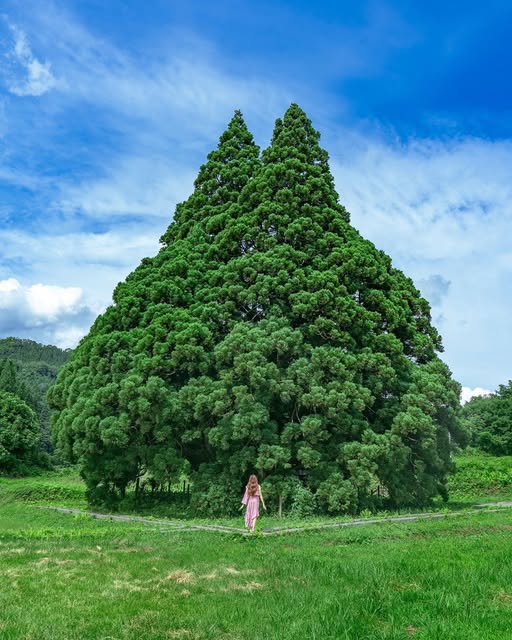 Totoro's Tree in Yamagata Prefecture