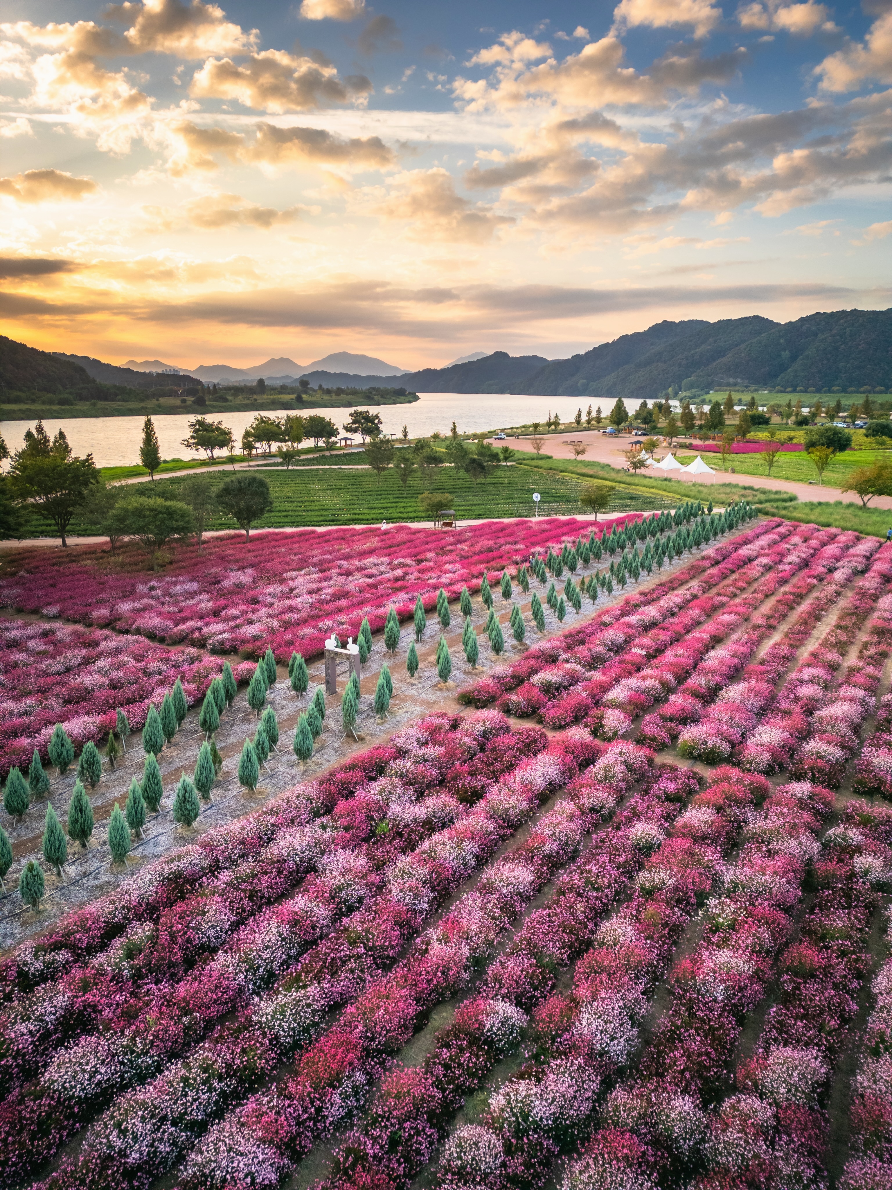 South Korean Parks Celebrate Flower Festivals