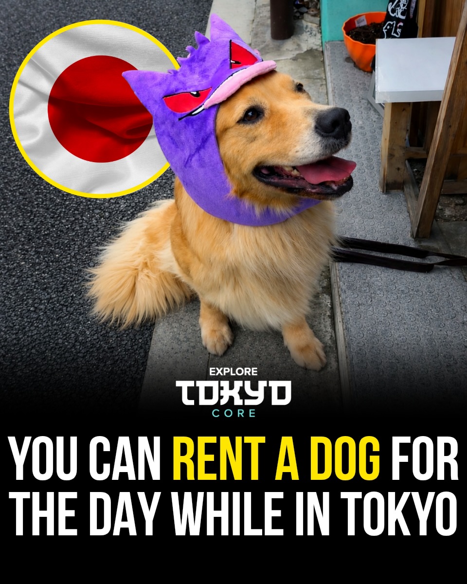 Dog Rental Experience in Tokyo